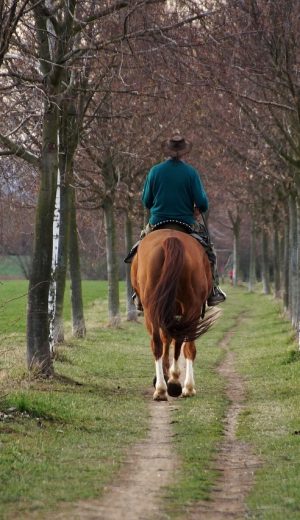 horse, nature, rider, vernal, spring, ride, cool, riding