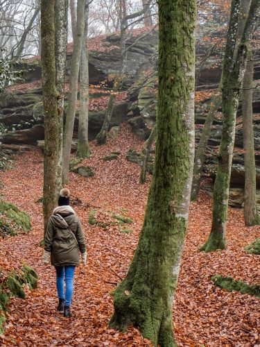 hiking, forest, nature, winter, landscape, hiking, hiking, hiking, hiking, hiking